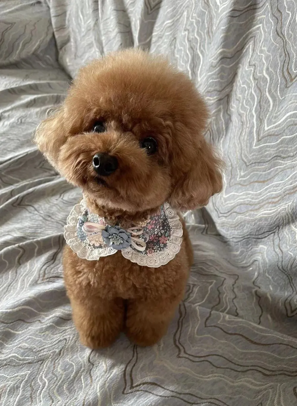 Caniche Toy noir en coupe show avec pompons, race de chien qui ressemble à une peluche très appréciée en France